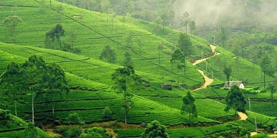 Kandy & Nuwara Eliya: 2-Day Tour! - Tea Plantations