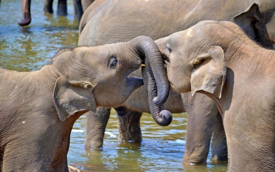 Kandy to Pinnawala Elephant Orphanage by Tuk - Cancelation and Flexibility Options