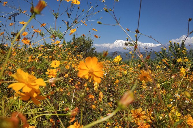 Kathmandu and Pokhara: A Journey Through Nepals Cultural and Natural Wonders - Traveler Experiences and Feedback