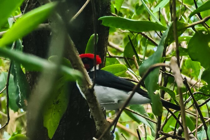 Kayak Adventure in the Second Largest Swamp of Trinidad and Tobago - Value for Money Adventure