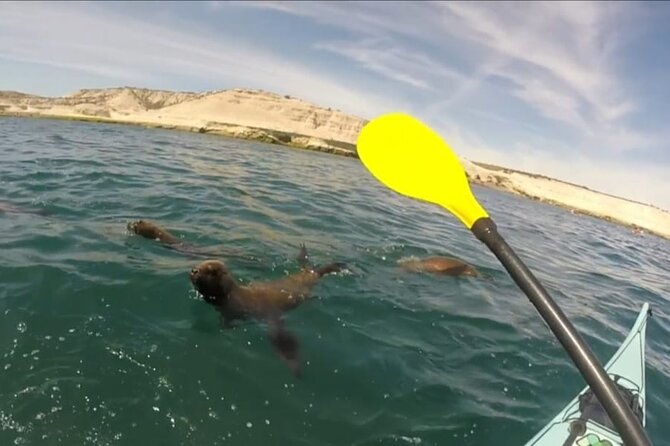 Kayak Paddling Experience With Sea Lions in Puerto Madryn - Price and Ratings