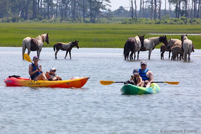 Kayak Tour Along Assateague & Chincoteague Island, Virginia - Exploring More Activities