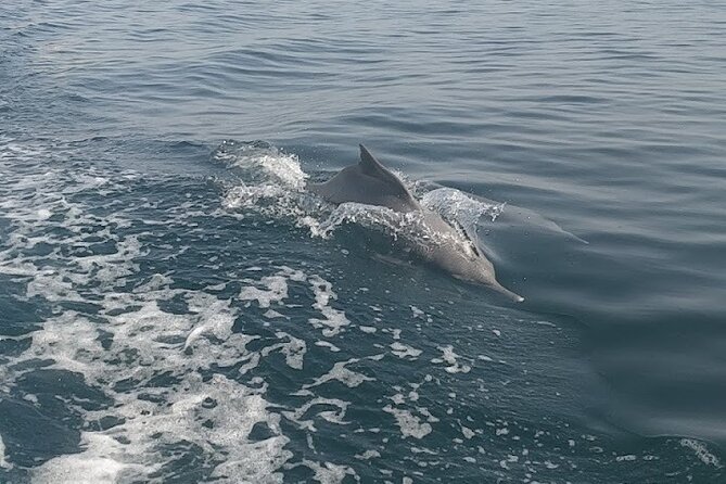 Khasab Musandam Full Day Dhow Cruise With Lunch and Snorkeling - Customer Reviews and Feedback