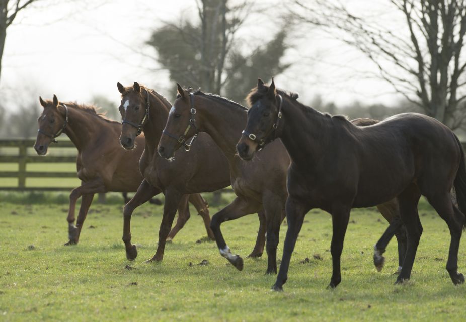 Kildare: Irish National Stud & Gardens - Accessibility Features