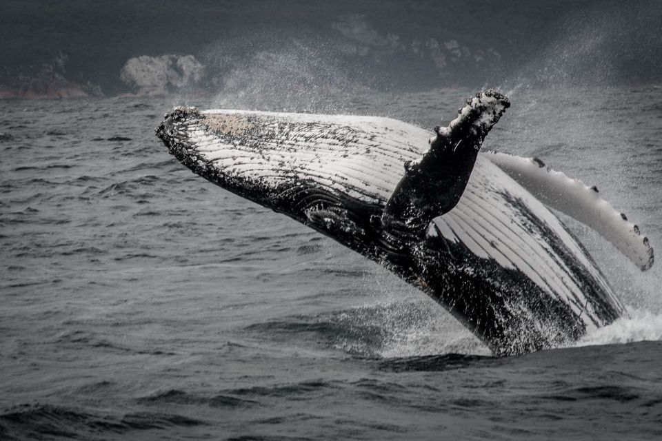 Knysna: Close Encounter Whale Watching Tour by Boat - Wildlife Sightings