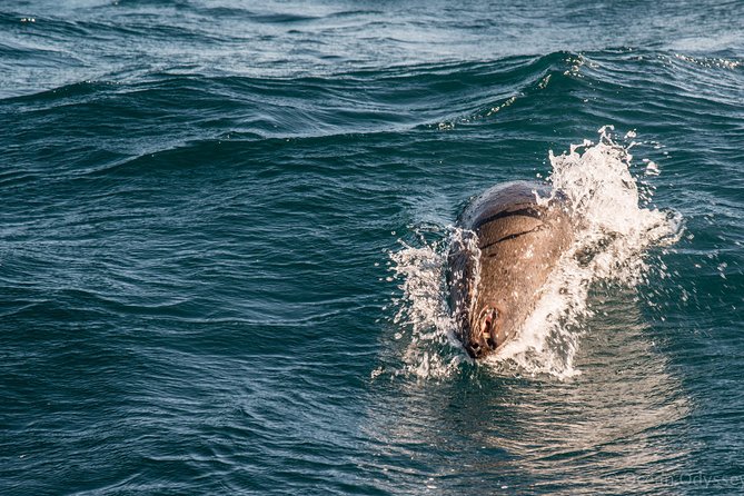 Knysna Marine Life & Garden Route Coastline Experience - Discovering Coastal Wonders