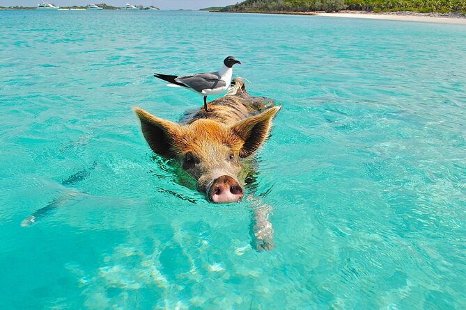 Kohsamui.Tours - Pig Island Snorkeling Eco Tour by Speed Boat - Important Considerations