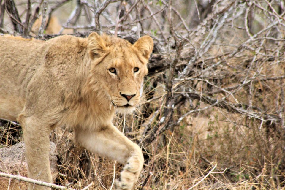 Kruger National Park Afternoon Safari - Frequently Asked Questions