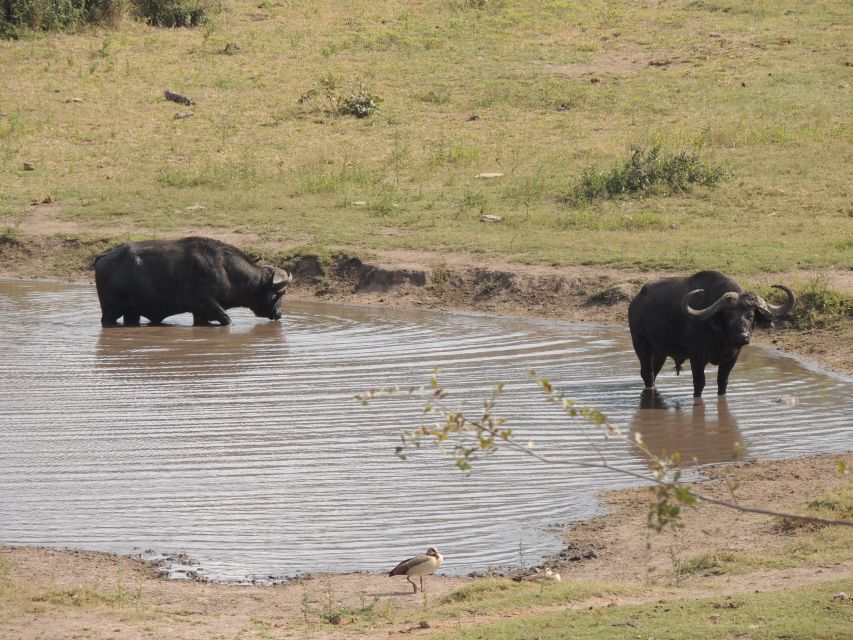 Kruger National Park: Full-Day Game Drive With Pickup - Customer Testimonials