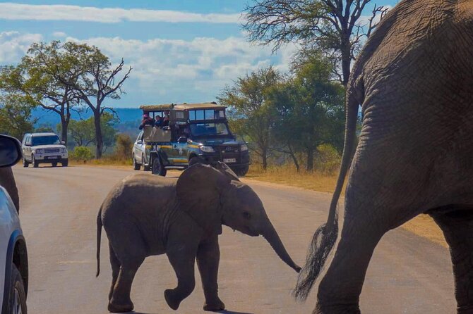 Kruger National Park Morning Safari 2 People Minimum - Customer Reviews