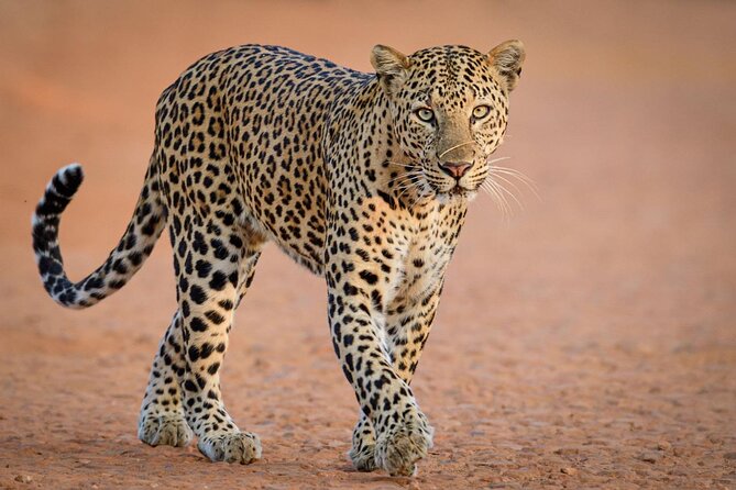 Kruger National Park, Safari Game Drive. - Booking Your Safari Adventure