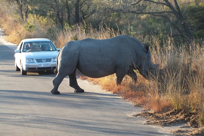 Kruger Park Safari: Guided Day Tour From Nelspruit - Guide Expertise