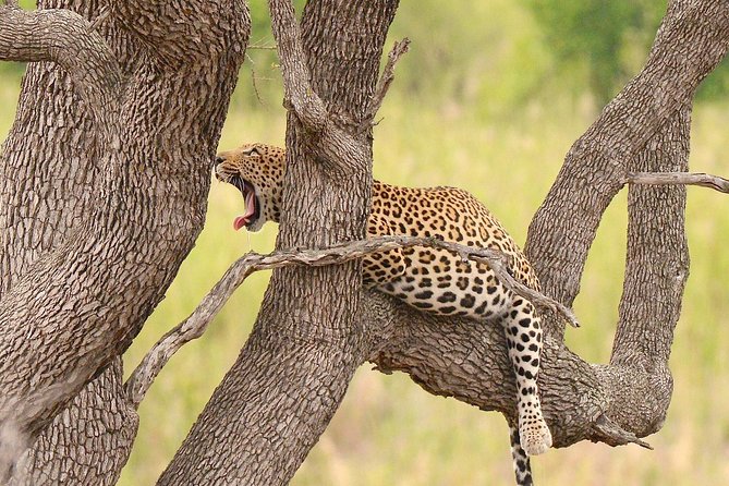 Kruger Safari Tour - Morning Half Day - Booking and Cancellation Policy