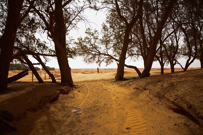 Ksar Ghilane 1 Day: the Hot Spring and the Homestay - Quad Biking and Camel Riding