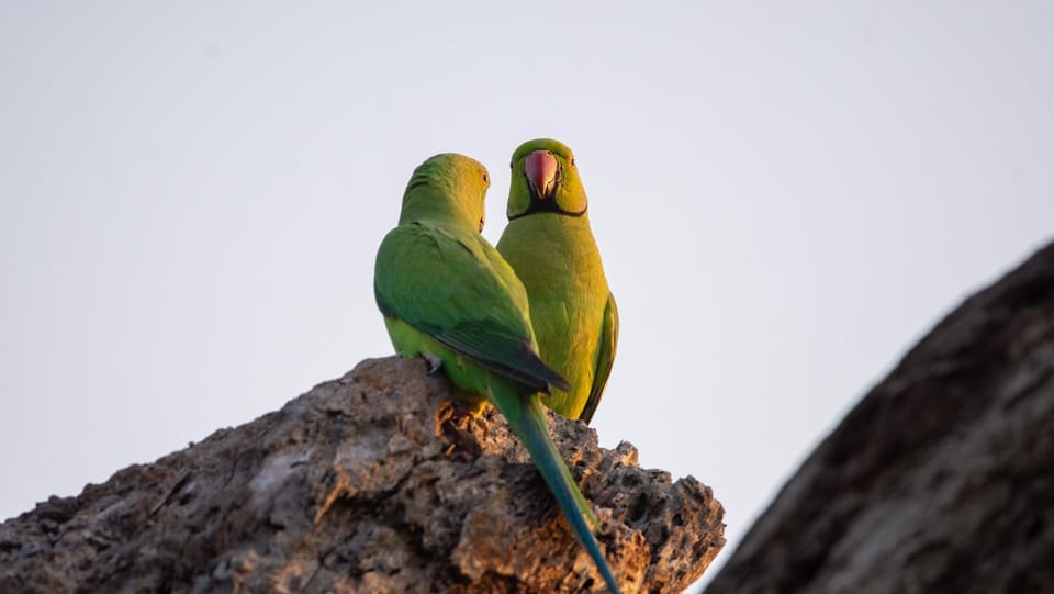 Kumana National Park: Morning Afternoon Leopard Safari (6h) - Important Information