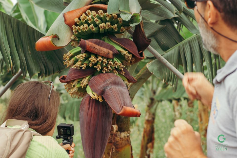 La Orotava: Eco-Banana Plantation Tour With Banana Liquor - Important Tour Details