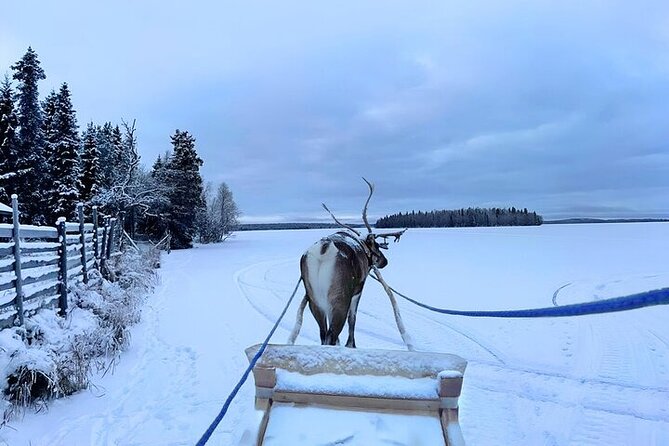Lapland Reindeer Safari From Levi - Animal Welfare and Tour Organization