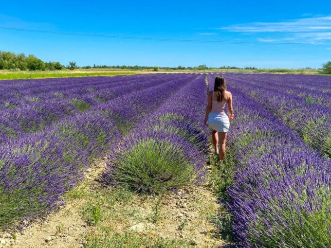 Lavender Field & Distillery Tour Between Nimes & Arles - Lavender Cultivation and Extraction