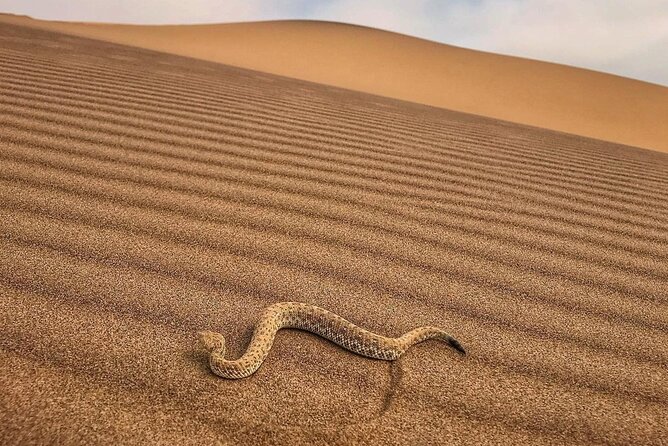 Living Desert Eco Dune Tour - Customer Testimonials
