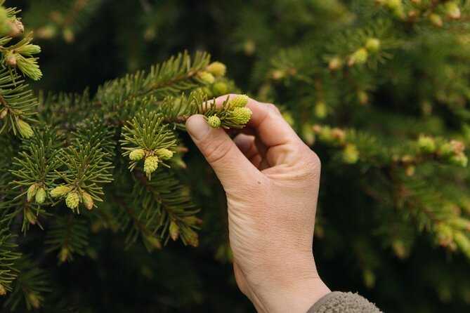 Living off the Land, Foraging Tour in Rovaniemi - Responsible Tourism