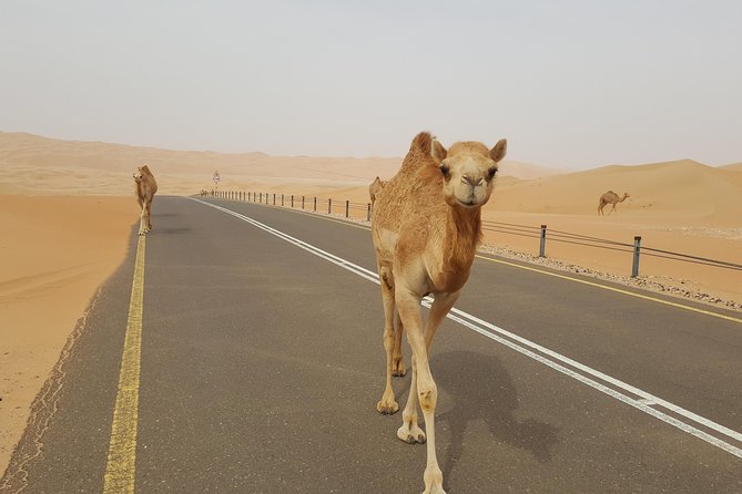 Liwa Oasis Desert Drive From Abu Dhabi - Pricing and Booking Details