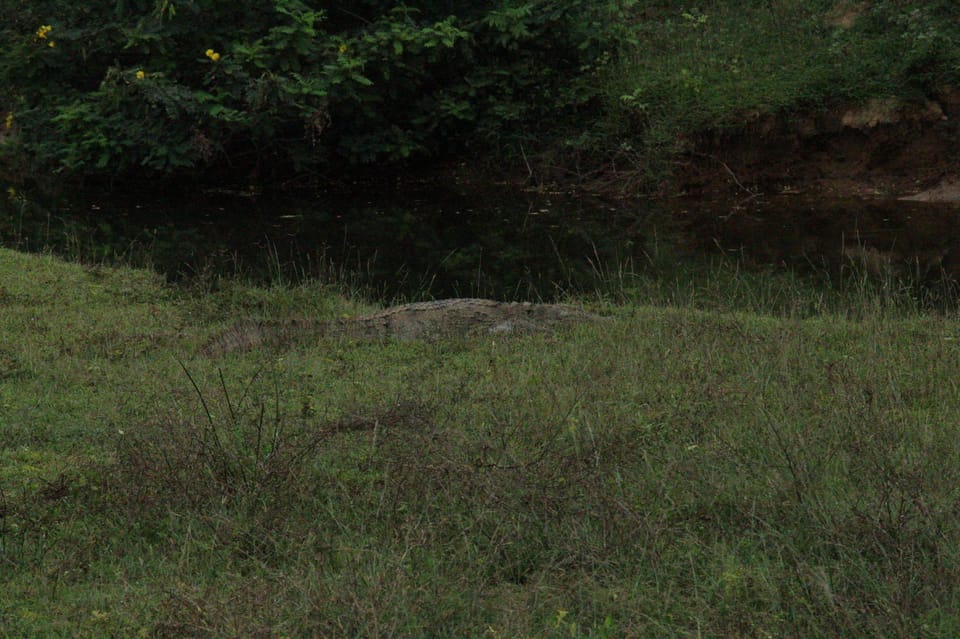 Lunugamvehera National Park Safari ( Yala Block V / VI ) - Conservation and Responsible Tourism