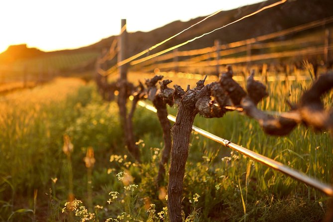 Luxury Wine Tour With Lunch - Reviews and Ratings