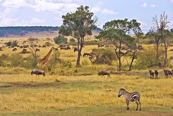 Maasai Mara 3 Day Guided Tour - Reviews and Ratings