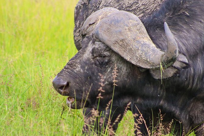 Maasai Mara National Reserve 3-Day Safari - Pricing and Special Offers