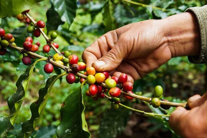 Maasai Village Visit, Materuni Waterfalls & Coffee Experience - Customer Feedback