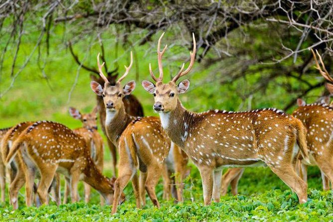 Maduru Oya National Park Private Safari - Tips for a Successful Safari