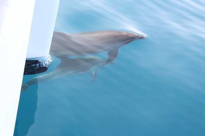 Magic Dolphin Celebrity - Wildlife Encounters