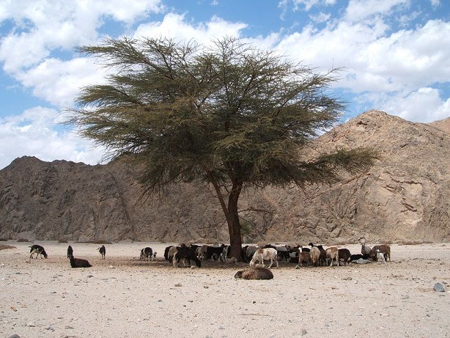 Makadi Bay: Jeep Safari Adventure With Bedouin Guide - Customer Reviews