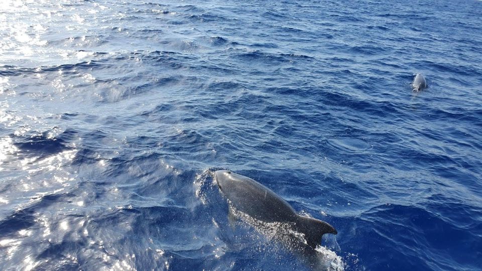 Mallorca: 2-Hour Dolphin Watching Cruise & Glass-Bottom Boat - Dolphin Watching Opportunities