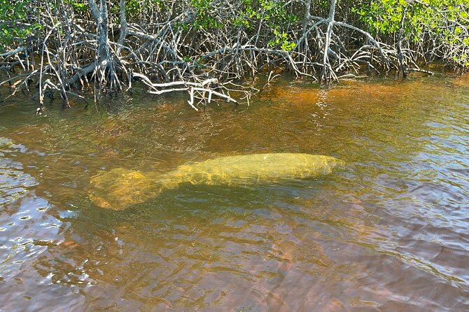 Manatee, Dolphin and 10,000 Islands Sunset Cruise! - Booking and Cancellation Details