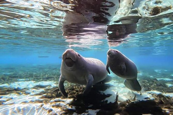 Manatee Kayak Encounter - Traveler Feedback and Reviews