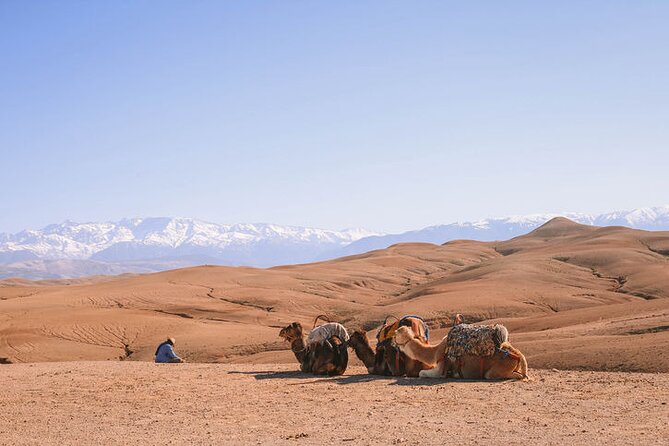 Marrakesh: Agafay Desert Tour With Lunch and Camel Ride - Customer Reviews and Recommendations