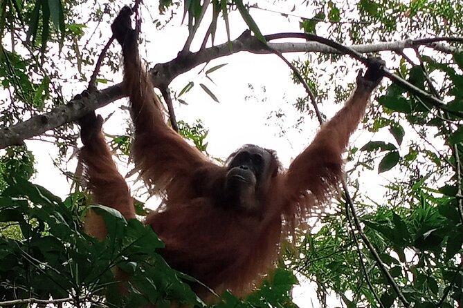 Medan - Bukit Lawang Fullday Tour - Booking and Cancellation Policy