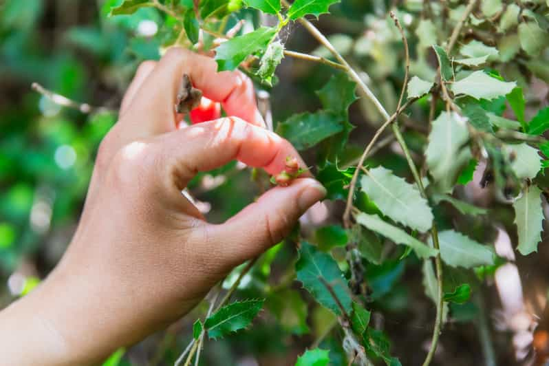 Meet the Trees in Cyclades Hiking (Small Group Experience) - Guided Walk by Environmental Educator