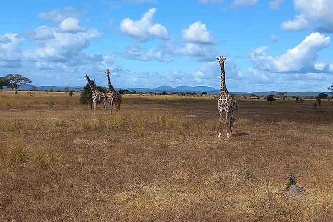 Mikumi National Park Day Trip - Essential Travel Information