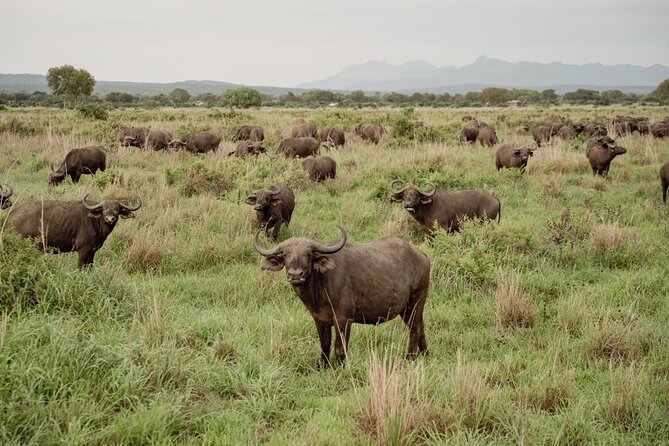 Mikumi Safari Tour: Day Trip Return Flight From Zanzibar - Traveler Reviews and Ratings