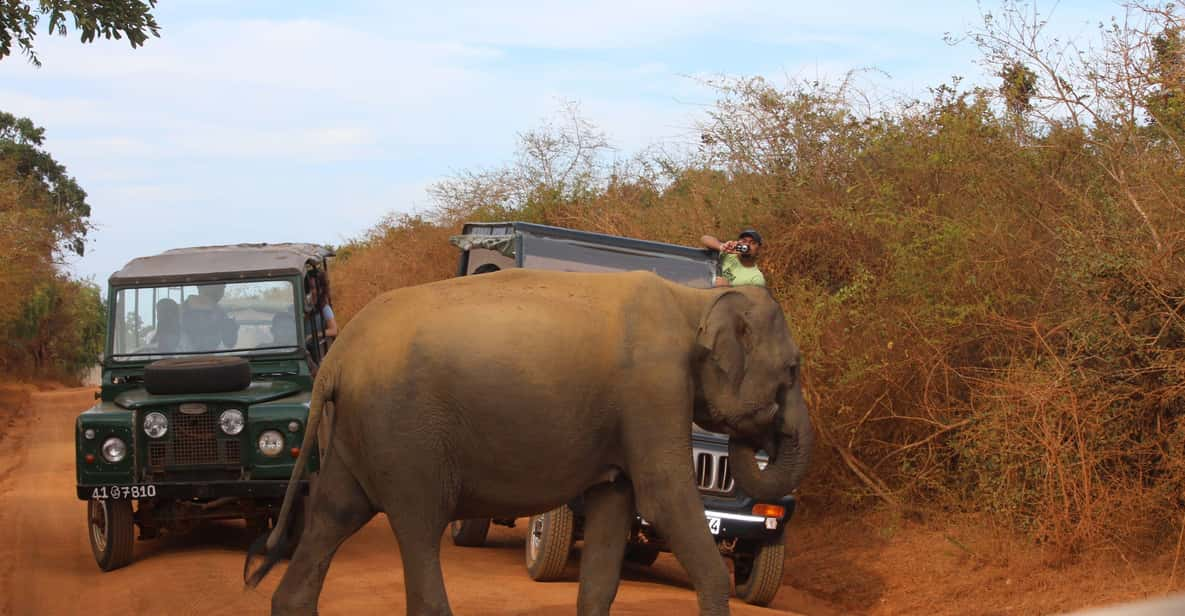 Minneriya: Jeep Safari From Trincomalee - Pricing and Availability