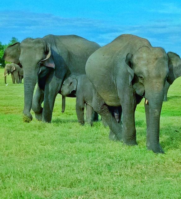Minneriya/Kaudulla/Hurulu National Park Safari - Nature Enthusiasts Experience