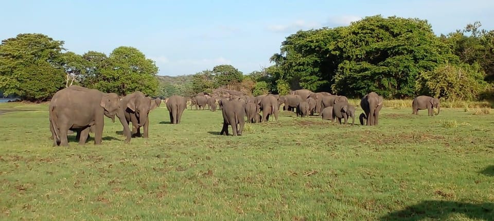 Minneriya National Park Excursion - Meeting Point and Transportation