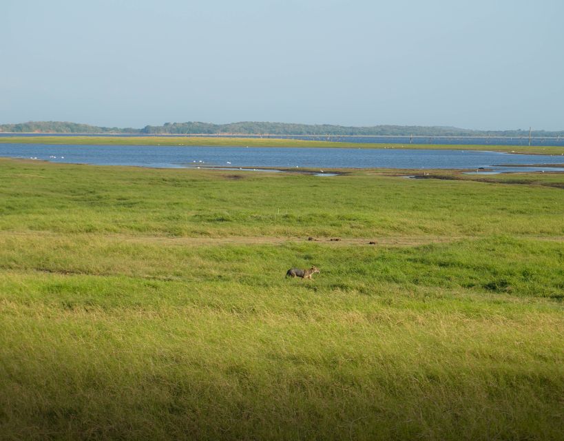 Minneriya National Park Half Day Sri Lanka Jeep Safari - Pricing and Booking Details