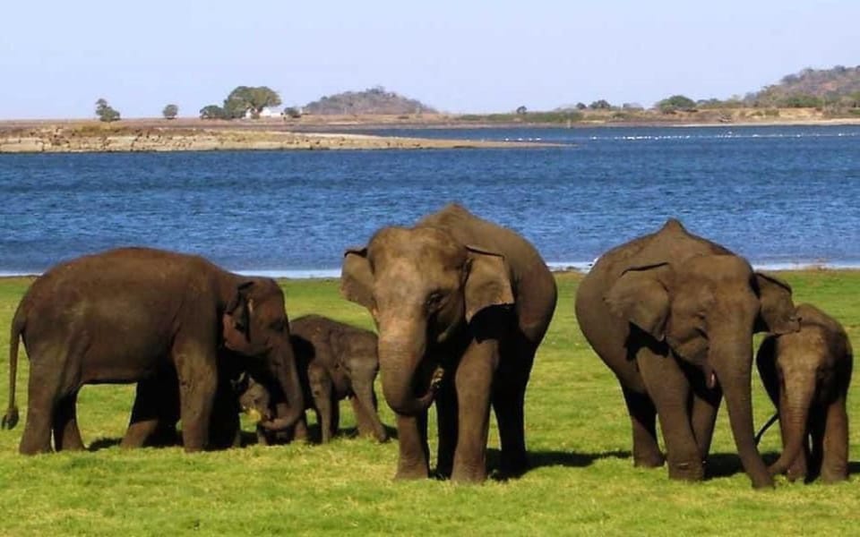 Minneriya National Park Private Safari Tour - Pickup and Transportation