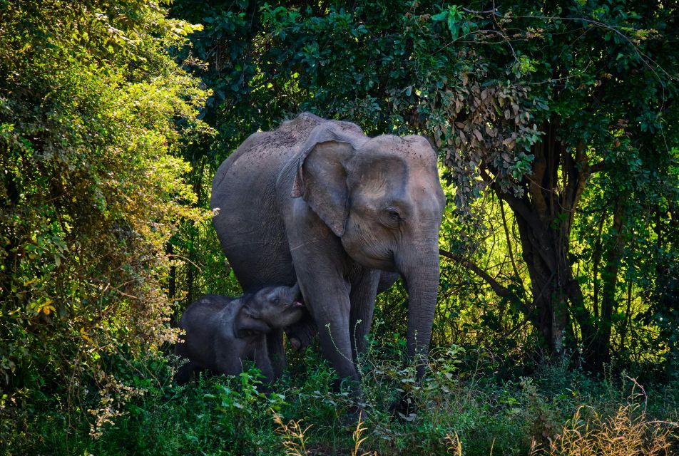 Minneriya National Park Safari With Jeep & Entrance Ticket - Cancellation Policy