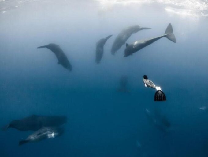 Mirissa: Snorkelling With Whales and Marine Life - Frequently Asked Questions