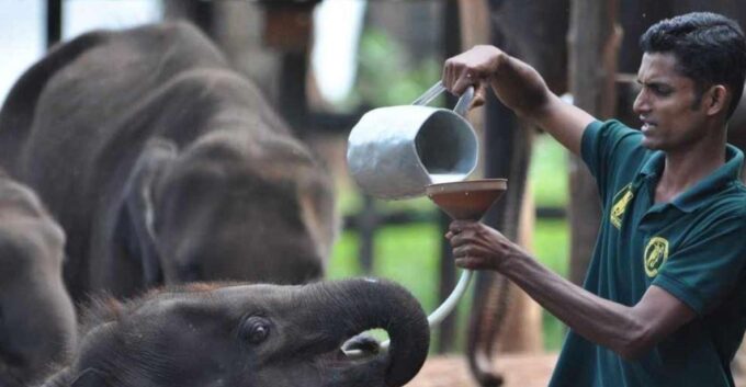 Mirissa/Weligama: Udawalawe Safari & Elephant Transits Home - Frequently Asked Questions