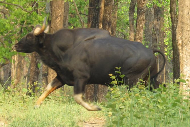 Mission Tiger, 4 Days Tour Inside Chitwan National Park. - Transportation and Pickup Details
